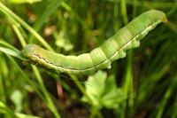 Xylena vetusta