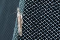 Sophronia semicostella