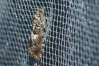 Epinotia subocellana
