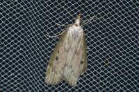 Aphomia sociella