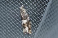 Epinotia demarniana