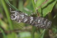 Dioryctria
