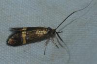 Nemophora degeerella