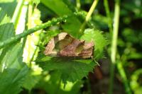 Diachrysia chrysitis