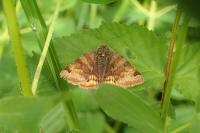 Euclidia glyphica