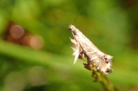 Glyphipterix thrasonella