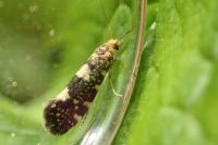 Lampronia corticella