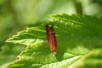 Lathronympha strigana