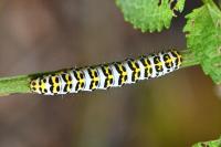 Cucullia scrophulariae