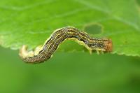 Erannis defoliaria
