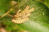 Yponomeuta mahalebella