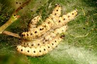 Yponomeuta mahalebella