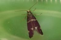 Incurvaria praelatella