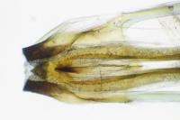Incurvaria praelatella