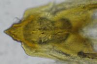 Incurvaria praelatella