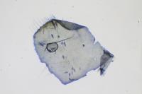 Incurvaria praelatella