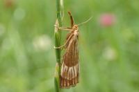 Chrysocrambus linetella