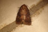 Rusina ferruginea
