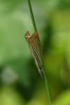 Chrysoteuchia culmella
