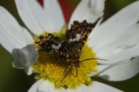 Thyris fenestrella