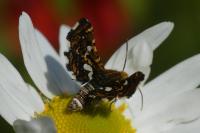 Thyris fenestrella