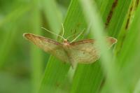 Idaea humiliata