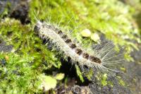 Thaumetopoea processionea
