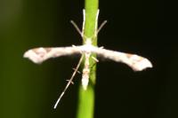 Amblyptilia acanthadactyla
