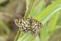 Chiasmia clathrata