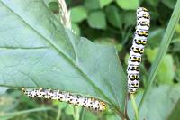 Cucullia scrophulariae