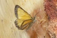 Isturgia limbaria limbaria