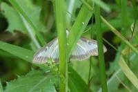 Cydalima perspectalis