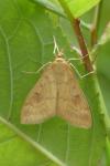Ostrinia nubilalis