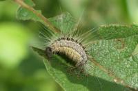Thaumetopoea processionea