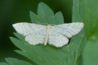 Idaea fuscovenosa