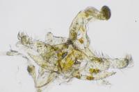 Coleophora trigeminella