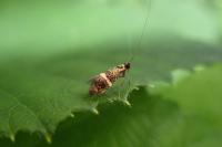 Nemophora associatella