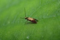 Micropterix aruncella