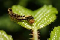 Thyatira batis