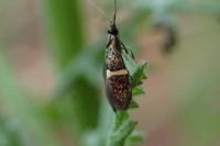 Nemophora associatella