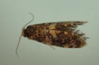 Diplodoma laichartingella