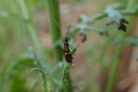 Nemophora associatella