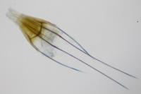 Diplodoma laichartingella