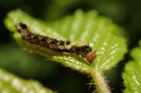 Thyatira batis