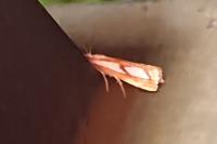 Catoptria pinella