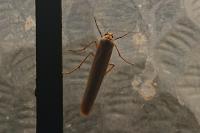 Eilema caniola