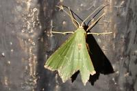 Hemithea aestivaria