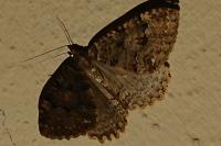 Triphosa dubitata