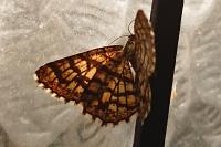 Chiasmia clathrata