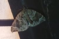 Eulithis prunata